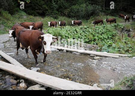 Jedes Jahr Ende Mai verlassen die Kühe Le Grand Bornand auf dem Weg zu den Wiesen am Col des Anes in den Alpen im Südosten Frankreichs, wo der Reblochon-Käse aus ihrer Milch hergestellt wird. Reblochon ist ein weicher Rindenkäse aus roher Kuhmilch in den Alpen in der Haute-Savoie und wurde mit dem AOC-Titel betitelt. Reblochon Käse wurde zum ersten Mal im XIII. Jahrhundert, im Thones Tal, Savoyen Region hergestellt. In dieser fernen Zeit mieteten die Bauern Wiesen (alpages) von einem Gutsbesitzer und gaben einen Teil der produzierten Milch als Miete an. Wenn die Mietzahlung bestimmt werden sollte, wird die Stockfoto