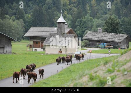 Jedes Jahr Ende Mai verlassen die Kühe Le Grand Bornand auf dem Weg zu den Wiesen am Col des Anes in den Alpen im Südosten Frankreichs, wo der Reblochon-Käse aus ihrer Milch hergestellt wird. Reblochon ist ein weicher Rindenkäse aus roher Kuhmilch in den Alpen in der Haute-Savoie und wurde mit dem AOC-Titel betitelt. Reblochon Käse wurde zum ersten Mal im XIII. Jahrhundert, im Thones Tal, Savoyen Region hergestellt. In dieser fernen Zeit mieteten die Bauern Wiesen (alpages) von einem Gutsbesitzer und gaben einen Teil der produzierten Milch als Miete an. Wenn die Mietzahlung bestimmt werden sollte, wird die Stockfoto