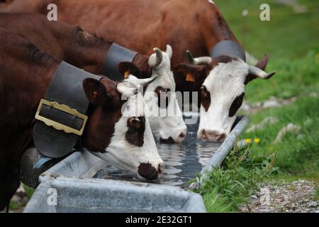 Jedes Jahr Ende Mai verlassen die Kühe Le Grand Bornand auf dem Weg zu den Wiesen am Col des Anes in den Alpen im Südosten Frankreichs, wo der Reblochon-Käse aus ihrer Milch hergestellt wird. Reblochon ist ein weicher Rindenkäse aus roher Kuhmilch in den Alpen in der Haute-Savoie und wurde mit dem AOC-Titel betitelt. Reblochon Käse wurde zum ersten Mal im XIII. Jahrhundert, im Thones Tal, Savoyen Region hergestellt. In dieser fernen Zeit mieteten die Bauern Wiesen (alpages) von einem Gutsbesitzer und gaben einen Teil der produzierten Milch als Miete an. Wenn die Mietzahlung bestimmt werden sollte, wird die Stockfoto