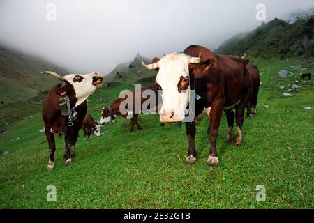 Jedes Jahr Ende Mai verlassen die Kühe Le Grand Bornand auf dem Weg zu den Wiesen am Col des Anes in den Alpen im Südosten Frankreichs, wo der Reblochon-Käse aus ihrer Milch hergestellt wird. Reblochon ist ein weicher Rindenkäse aus roher Kuhmilch in den Alpen in der Haute-Savoie und wurde mit dem AOC-Titel betitelt. Reblochon Käse wurde zum ersten Mal im XIII. Jahrhundert, im Thones Tal, Savoyen Region hergestellt. In dieser fernen Zeit mieteten die Bauern Wiesen (alpages) von einem Gutsbesitzer und gaben einen Teil der produzierten Milch als Miete an. Wenn die Mietzahlung bestimmt werden sollte, wird die Stockfoto