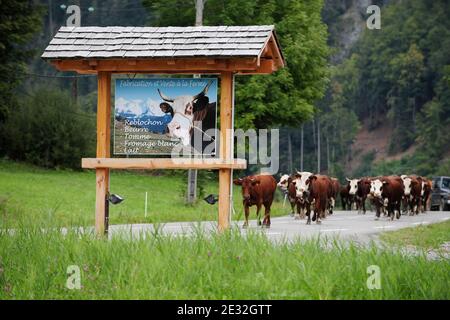 Jedes Jahr Ende Mai verlassen die Kühe Le Grand Bornand auf dem Weg zu den Wiesen am Col des Anes in den Alpen im Südosten Frankreichs, wo der Reblochon-Käse aus ihrer Milch hergestellt wird. Reblochon ist ein weicher Rindenkäse aus roher Kuhmilch in den Alpen in der Haute-Savoie und wurde mit dem AOC-Titel betitelt. Reblochon Käse wurde zum ersten Mal im XIII. Jahrhundert, im Thones Tal, Savoyen Region hergestellt. In dieser fernen Zeit mieteten die Bauern Wiesen (alpages) von einem Gutsbesitzer und gaben einen Teil der produzierten Milch als Miete an. Wenn die Mietzahlung bestimmt werden sollte, wird die Stockfoto