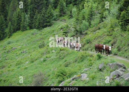 Jedes Jahr Ende Mai verlassen die Kühe Le Grand Bornand auf dem Weg zu den Wiesen am Col des Anes in den Alpen im Südosten Frankreichs, wo der Reblochon-Käse aus ihrer Milch hergestellt wird. Reblochon ist ein weicher Rindenkäse aus roher Kuhmilch in den Alpen in der Haute-Savoie und wurde mit dem AOC-Titel betitelt. Reblochon Käse wurde zum ersten Mal im XIII. Jahrhundert, im Thones Tal, Savoyen Region hergestellt. In dieser fernen Zeit mieteten die Bauern Wiesen (alpages) von einem Gutsbesitzer und gaben einen Teil der produzierten Milch als Miete an. Wenn die Mietzahlung bestimmt werden sollte, wird die Stockfoto