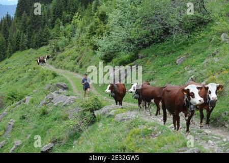 Jedes Jahr Ende Mai verlassen die Kühe Le Grand Bornand auf dem Weg zu den Wiesen am Col des Anes in den Alpen im Südosten Frankreichs, wo der Reblochon-Käse aus ihrer Milch hergestellt wird. Reblochon ist ein weicher Rindenkäse aus roher Kuhmilch in den Alpen in der Haute-Savoie und wurde mit dem AOC-Titel betitelt. Reblochon Käse wurde zum ersten Mal im XIII. Jahrhundert, im Thones Tal, Savoyen Region hergestellt. In dieser fernen Zeit mieteten die Bauern Wiesen (alpages) von einem Gutsbesitzer und gaben einen Teil der produzierten Milch als Miete an. Wenn die Mietzahlung bestimmt werden sollte, wird die Stockfoto