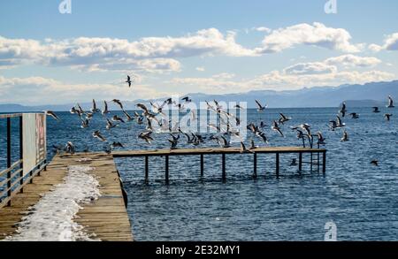 Im Winter am Ufer des Sees entlang. Vögel in einem Schwarm fliegen über den Pier Stockfoto