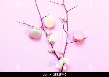 Französische Macarons auf rosa pastellfarbenen Hintergrund mit einem Zweig von Eine Apfelblüte im Frühling Stockfoto