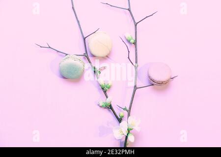 Französische Macarons auf rosa pastellfarbenen Hintergrund mit einem Zweig von Eine Apfelblüte im Frühling Stockfoto