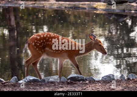 Weibchen Spotted Hirsch oder Chital steht in der Nähe des Wassers. Stockfoto