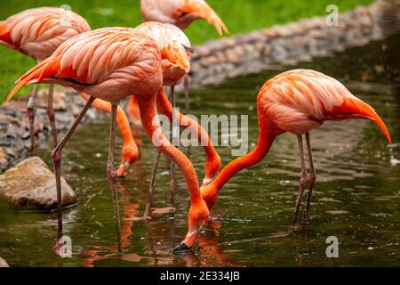 Rosa Flamingos stehen und spiegeln sich in klarem Wasser Stockfoto