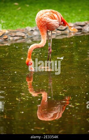 Rosa Flamingo stehen und werden in klarem Wasser reflektiert Stockfoto