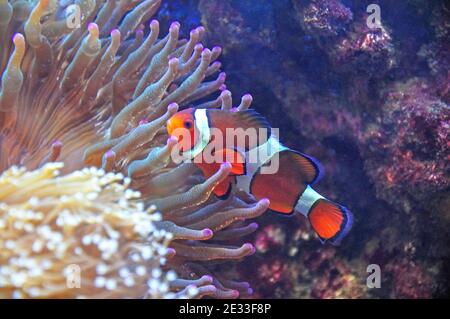 Ocellaris Clownfisch (Amphiprion ocellaris) unter Seeanemonen im Korallenriff, Cebu, Visayas, Philippinen Stockfoto