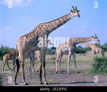 Turm von Giraffen in Busch, Chobe National Park, Chobe, Republik Botswana Stockfoto