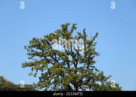 Panoramablick über eine weite Wiese im Frühling in Hertfordshire Stockfoto