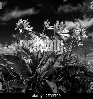 Dramatische Fotografie von Arrowleaf Balsamroot entlang der abgelegenen Mud Flat Straße in Owyhee County Idaho Stockfoto