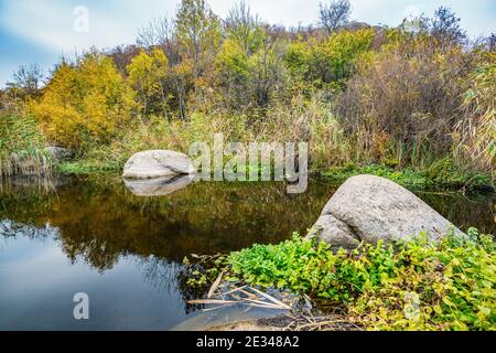 Ein schneller, flacher, sauberer Bach fließt zwischen glatten nassen großen Steinen, umgeben von hohen trockenen Klumpen, die im Wind im malerischen Ukraine schwanken Stockfoto