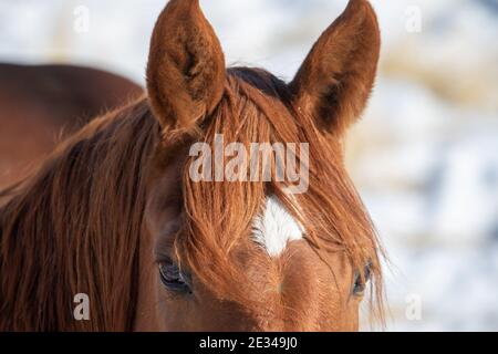 Bay Horse Ohren Stockfoto