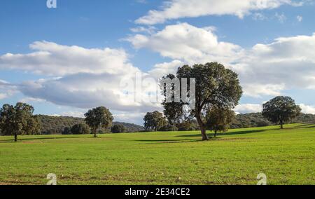 Holm Eichenhain, quercus ilex Bäume grüne Landschaft Stockfoto