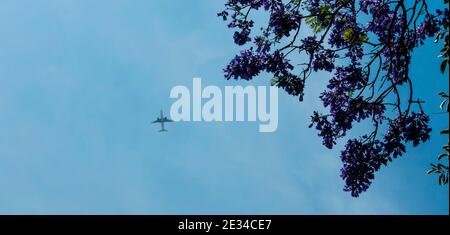 Flugzeug umrahmt von jacaranda Baum in Blüte mit Kopieplatz Stockfoto