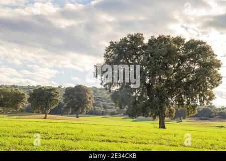 Holm Eichenhain, quercus ilex Bäume grüne Landschaft Stockfoto