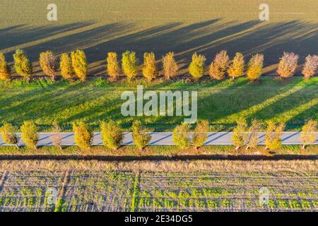 Luftaufnahme von herbstlichen Bäumen und kultivierten Feldern. Abstrakte Komposition, Geometrie, parallele Linien. Bäume in einer Reihe Stockfoto