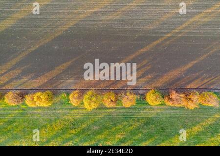 Luftaufnahme von herbstlichen Bäumen und kultivierten Feldern. Abstrakte Komposition, Geometrie, parallele Linien. Hintergrund, Farben Stockfoto