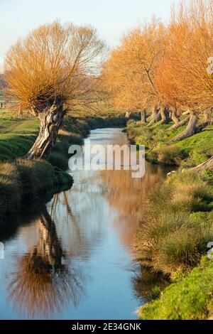 Beverley Brook im Richmond Park, London Stockfoto