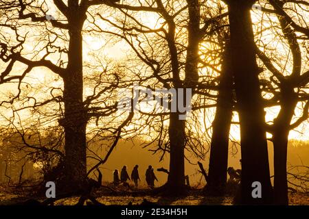 Spaziergänger im Richmond Park im goldenen Licht, während der Lockdown für COVID 19 / Coronavirus im Jahr 2021 Stockfoto