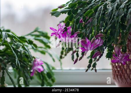 Schlumbergera truncata - Thanksgiving Kaktus oder Krabbenkaktus mit Bright Im Winter beginnen rosa Blüten am Fenster zu blühen Stockfoto