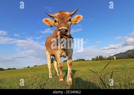 Eine hübsche junge braune Milchkuh mit Hörnern und einer Glocke. Braunes Vieh auf einer Weide in Bayern Stockfoto