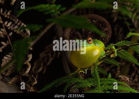 Rotäugiger Baumfrosch (Litoria chloris) ruft und demonstriert aufgeblähten Stimmsack. Currumbin, Queensland, Australien Stockfoto