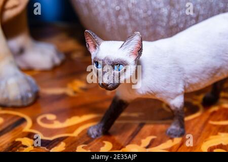 Siamesische Katzenfigur mit leuchtend blauen Augen Stockfoto