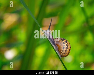 Gemeinsame Gartenschnecke, Cornu aspersum, mit Körper verlängert und Schale Klettern ein Gras Stiel. Stockfoto