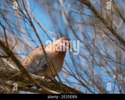 Laughing Dove, Spilopelia senegalensis, (eingeführt) thront in einem Baum in Albany Western Australia. Stockfoto
