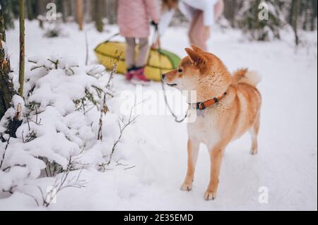 Porträt eines roten shiba-Inu-Hundes mit schwarzer Leine Im Winter auf weißem Schnee auf dem Hintergrund von Happy Familienaktivitäten im Winter Stockfoto