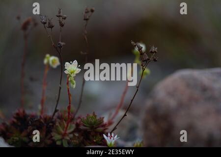 Eine stachelige Saxfrage oder dreizähnige Saxfrage, kleine cremefarbene weiße Blüten mit roten und gelblich-orangen Flecken. Wächst in der kanadischen Arktis Stockfoto