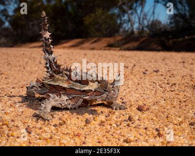 Thorny Devil, Moloch horridus, Eidechse in der Mitte eines Outback Busch Track in Western Australia. Stockfoto
