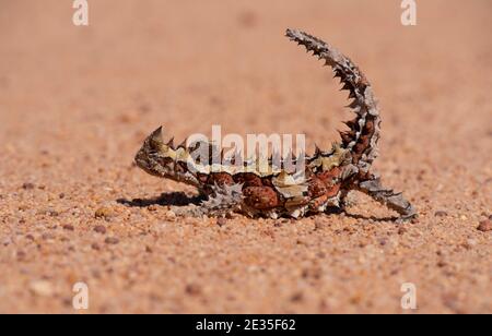 Dorniger Teufel, Moloch horridus, Eidechse im Wüstenoutback Westaustralien. Stockfoto