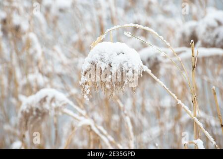 Das Schilf war mit Schnee bedeckt Stockfoto
