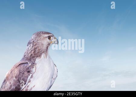 Nahaufnahme eines wilden Rotschwanzhawks, der sich darin aufragt Ein offener blauer Himmel Stockfoto