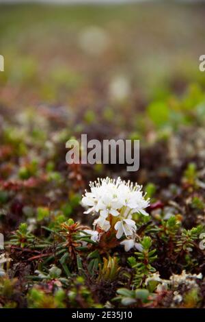 Seitenansicht der Bog Labrador Kaffee Blume, Rhododendron groenlandicum, fand nördlich von Arviat, Nunavut Stockfoto