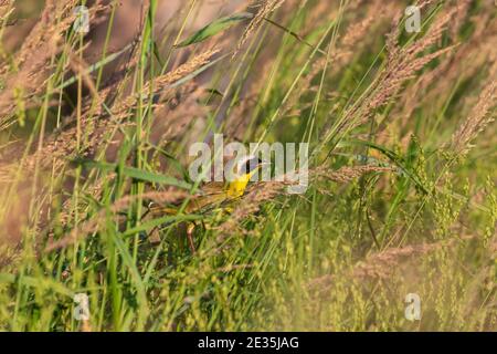 Männliche Gelbkehlchen im nördlichen Wisconsin. Stockfoto