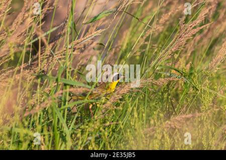 Männliche Gelbkehlchen im nördlichen Wisconsin. Stockfoto