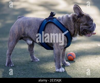 Brindle Französisch Bulldog männlich stehend neben Ball und keuchend Stockfoto