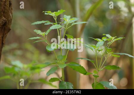 Heilige Basilikumpflanze (Ocimum tenuiflorum) im Garten Stockfoto