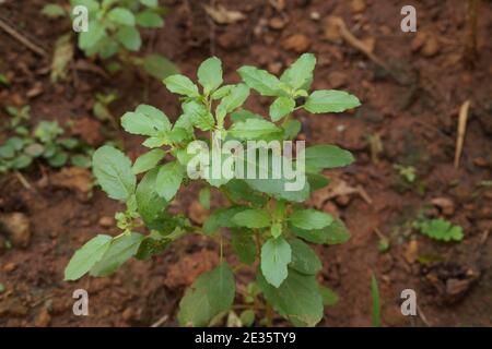 Heilige Basilikumpflanze (Ocimum tenuiflorum) im Garten Stockfoto