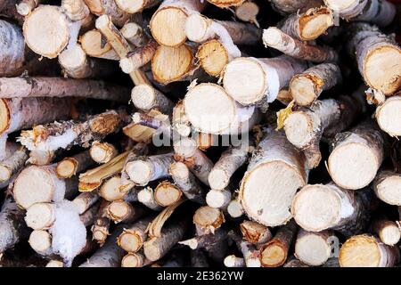 Dünnes Birkenholz für den Winter vorbereitet. Natürliche Energie und Feuer und Stromerzeugung Stockfoto