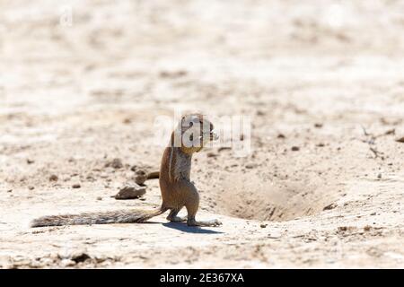 Kap-Ziesel oder südafrikanisches Ziesel (Xerus inauris) Allein stehend neben seinem Bau mit Seine Pfoten an seiner Mündung in Kgalagadi Stockfoto