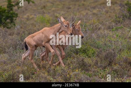 Roter Hartebeest (Alcelaphus buselaphus caama) Oder (A.caama) Baby-Antilopenpaar gehen gemeinsam in der Wildnis In Südafrika Stockfoto