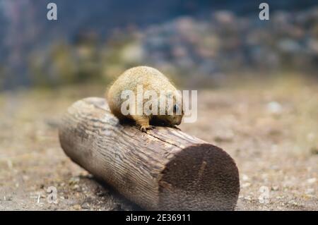 Schwarz-tailed Präriehund steht auf einem Baumstamm, verschwommener Hintergrund Stockfoto