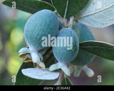 Makro von Ananas Guava Baum mit Früchten Stockfoto