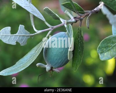 Makro von Ananas Guava Baum mit Früchten Stockfoto